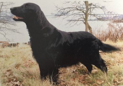 Flat coated 2024 retriever society